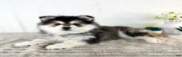 Pomsky dogs for sale: Frost - Ad 2
