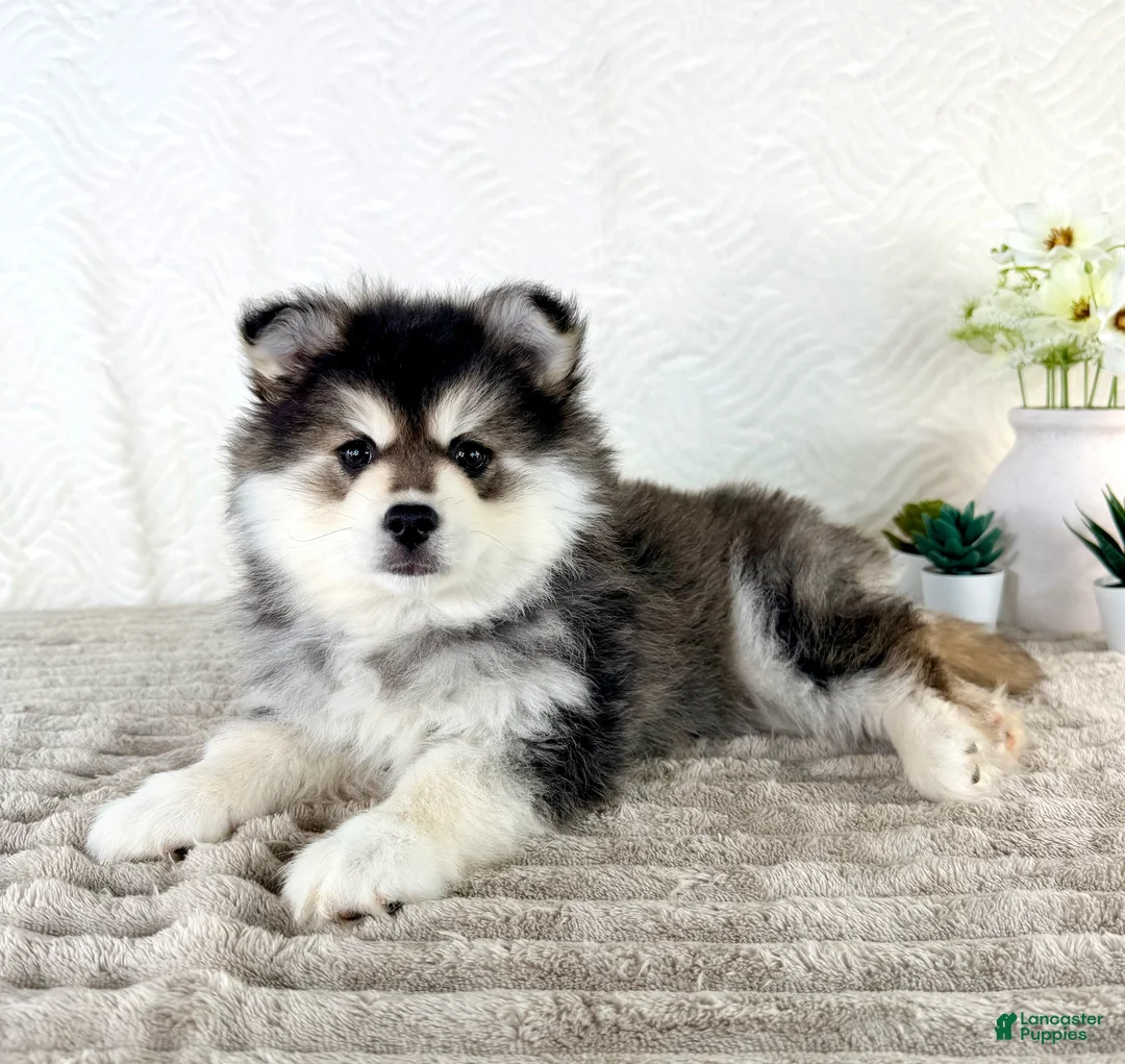 Pomsky dogs for sale: Frost - Ad 2