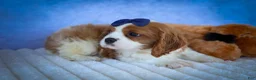 Cavalier King Charles Spaniel dogs for sale: Patches💙 - Ad 8