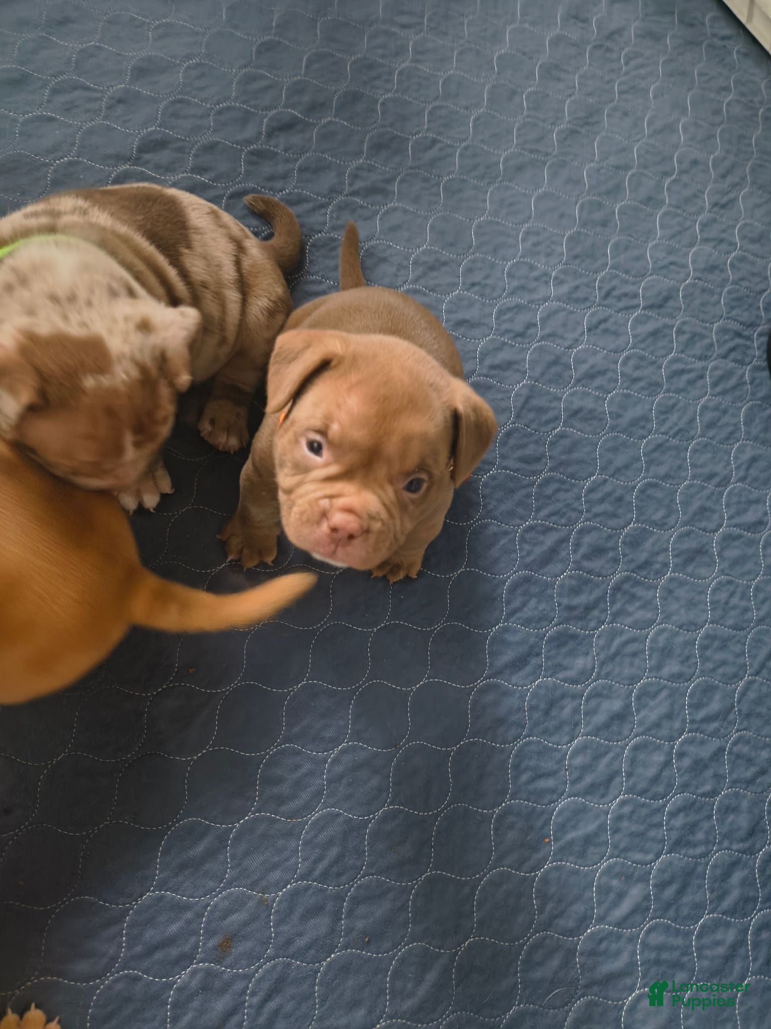 American Bully dogs American Bully 5 - Ad 1