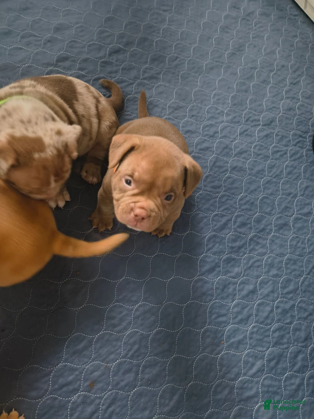 American Bully dogs for sale: American Bully 5 - Ad 1
