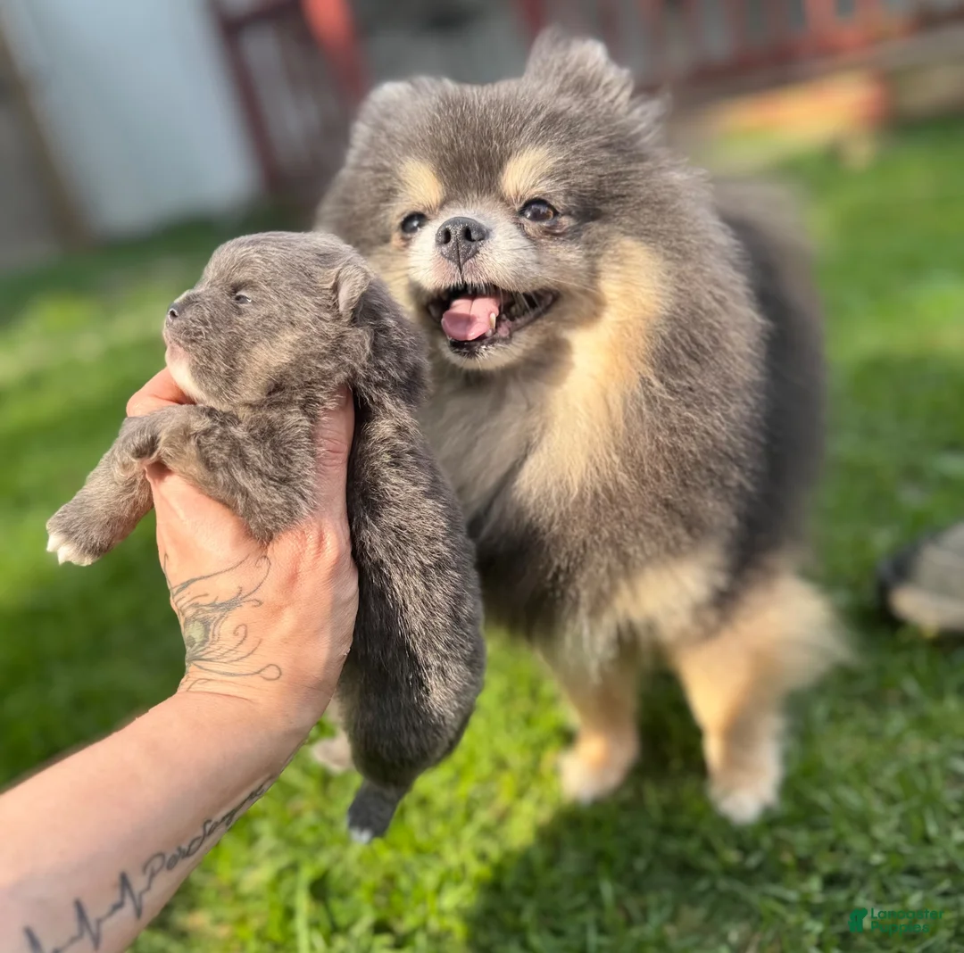 Pomeranian dogs for sale: Cassim - Ad 4