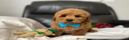 Mini Goldendoodle dogs for sale: Louis - Ad 2