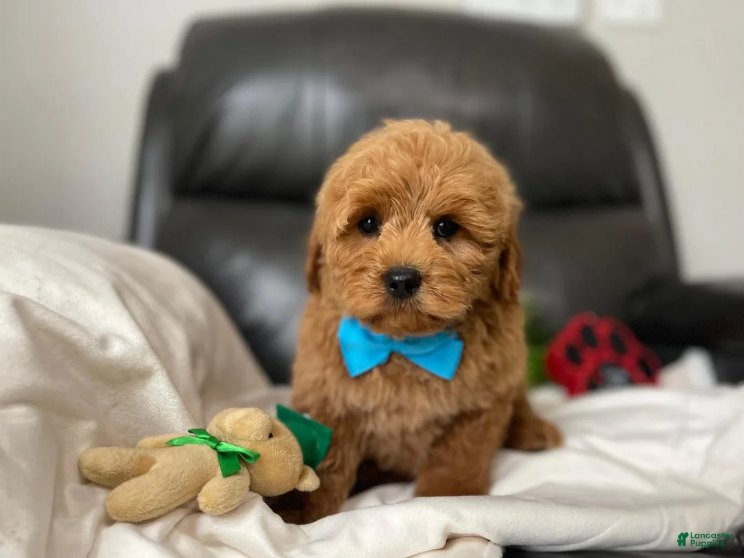 Mini Goldendoodle dogs for sale: Louis - Ad 2