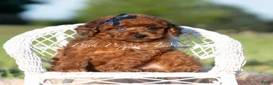 Wren AKC