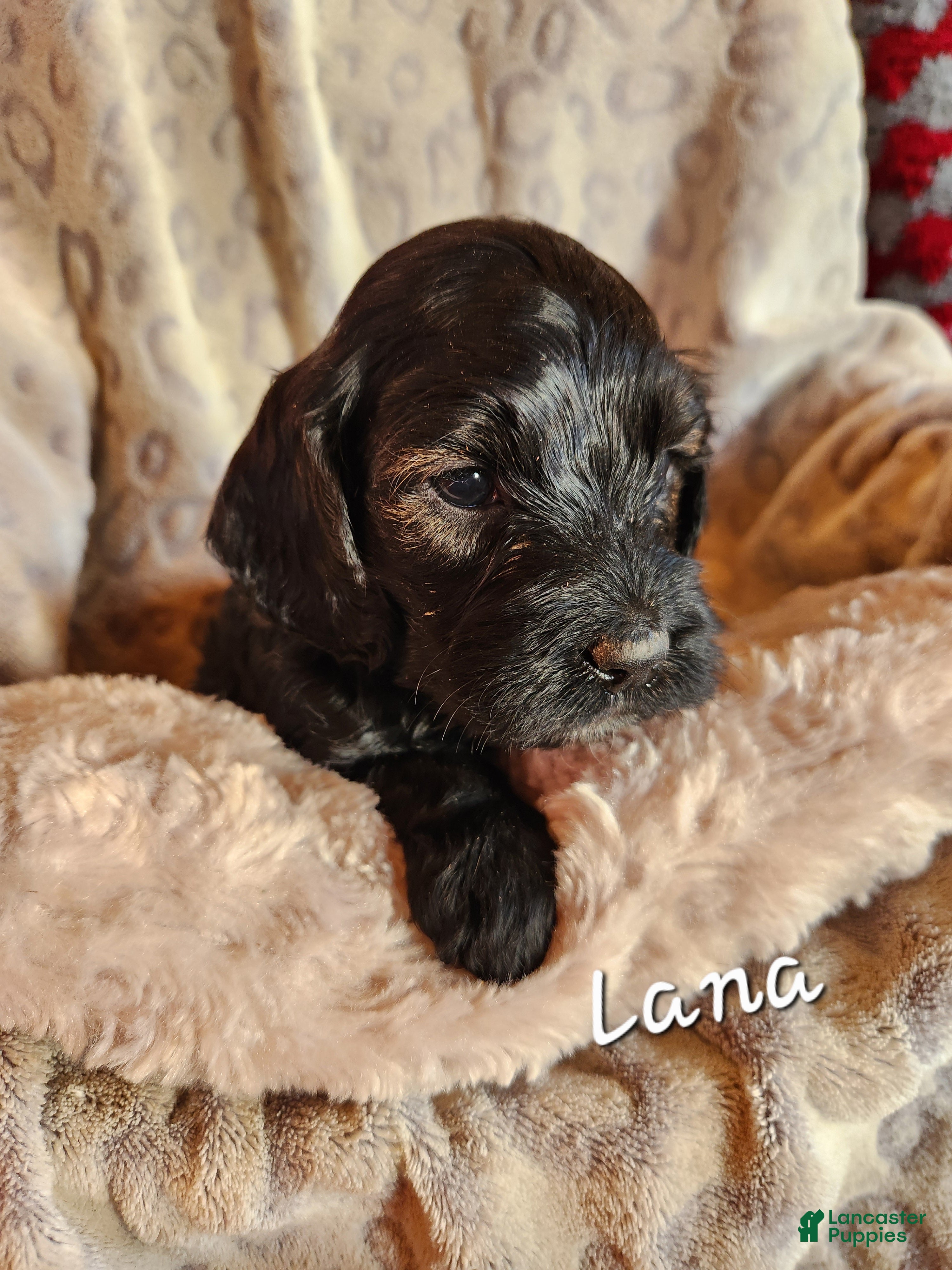 Mixed Breed dogs Mixed Breed Puppy 5 - Ad 4