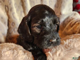 Mixed Breed dogs Mixed Breed Puppy 5 - Ad 6