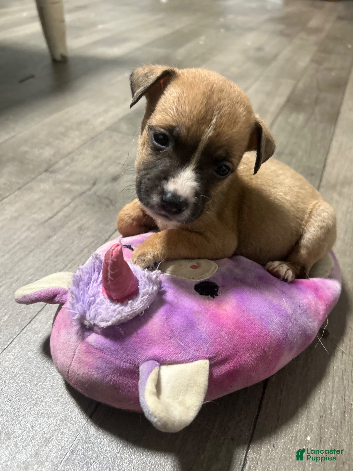 Mixed Breed dogs for sale: Boy 5 - Ad 12