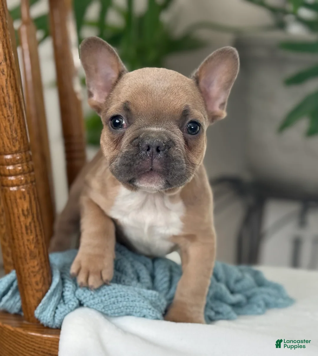 French Bulldog dogs for sale: Wilder - Ad 13