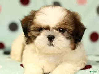 Shih Tzu dogs for sale: Bailey - Ad 3