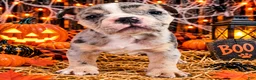 Olde English Bulldogge dogs for sale: Orion - Ad 1