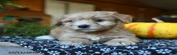 Maltipoo dogs for sale: Cottontail - Ad 4