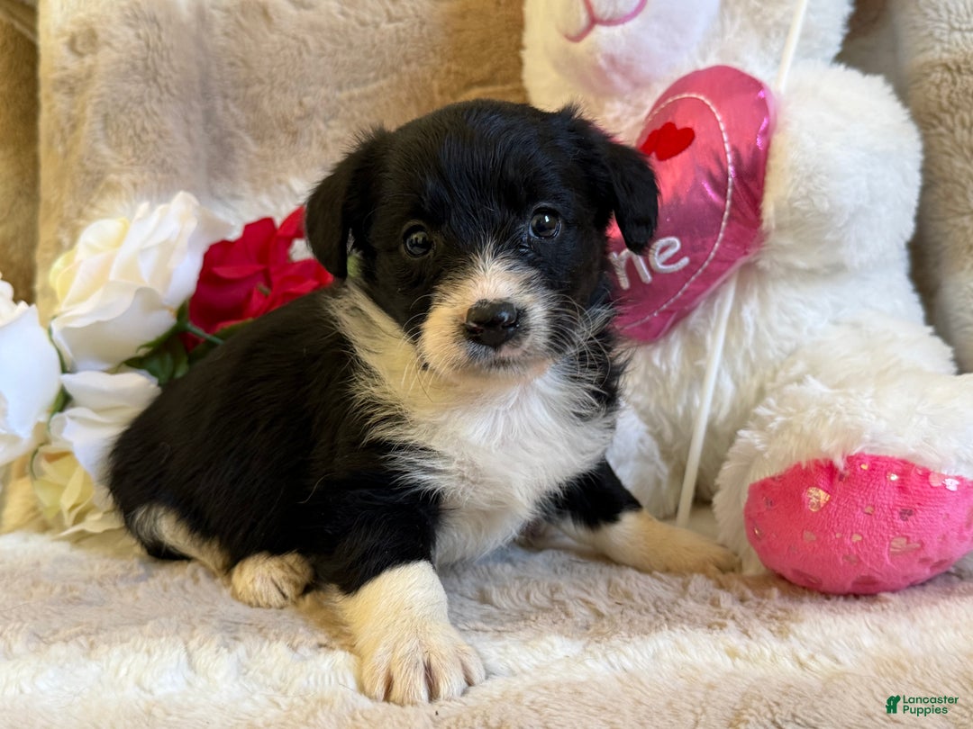 Mixed Breed dogs for sale: Eros - Ad 5