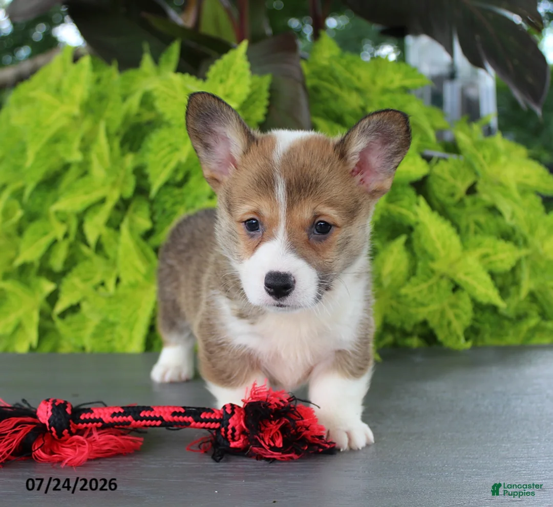 Welsh Corgi Pembroke dogs for sale: Lola - Ad 1
