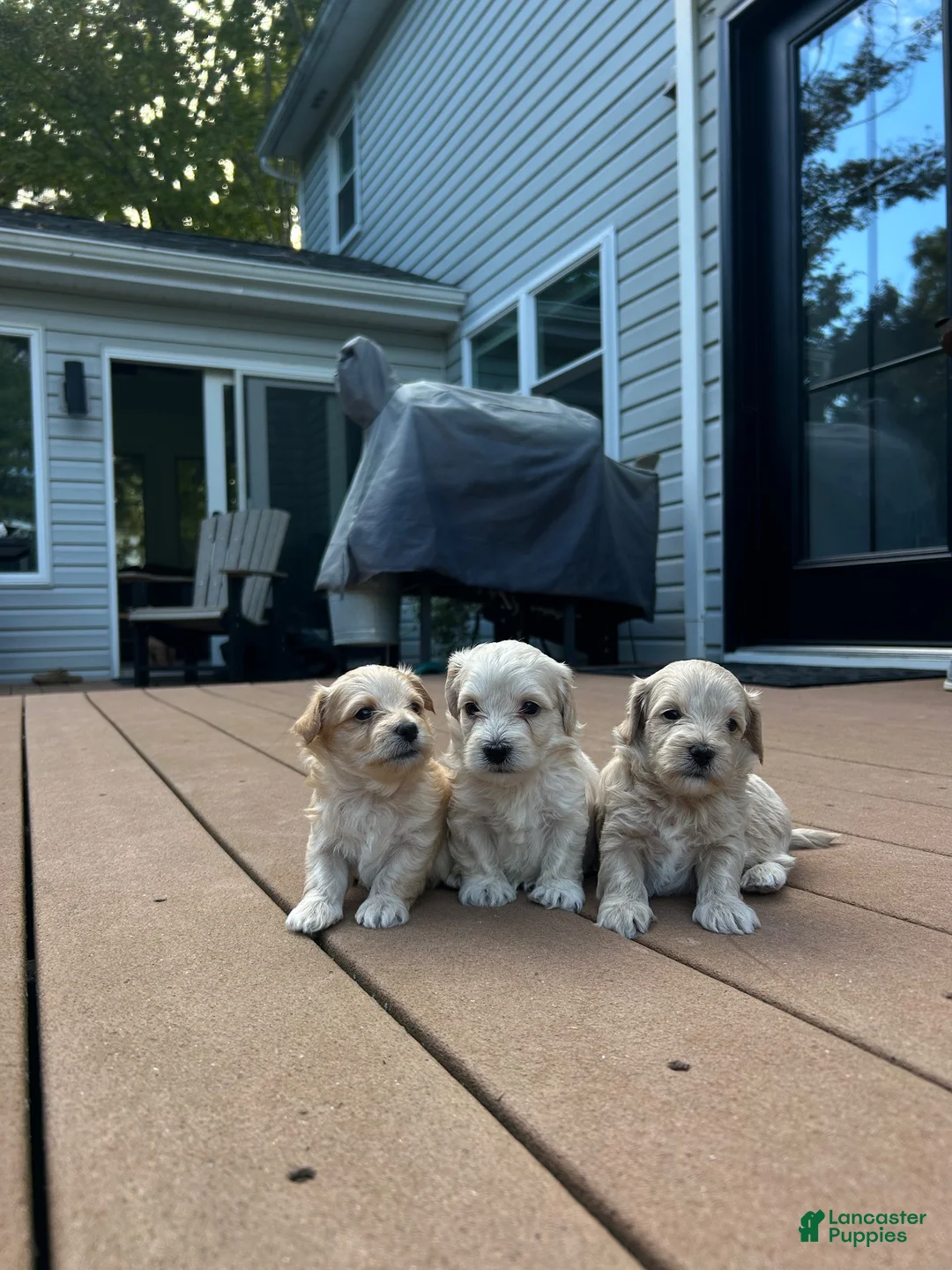 Maltipoo dogs for sale: Willow - Ad 9
