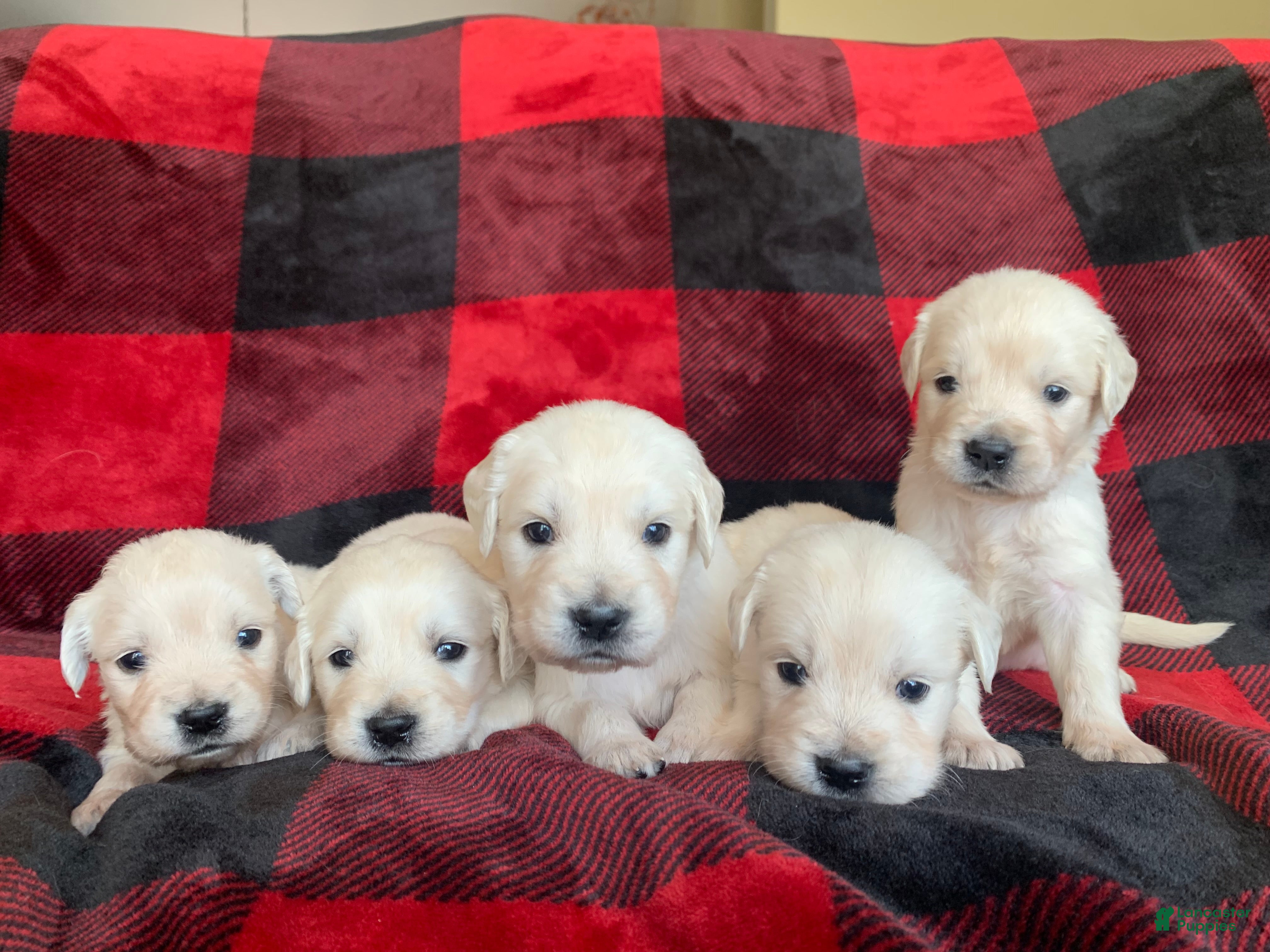 Golden Retriever dogs for sale: Golden Retriever Puppy 4 - Ad 1