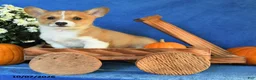 Welsh Corgi Pembroke dogs for sale: King - Ad 3
