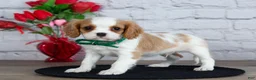 Cavalier King Charles Spaniel dogs for sale: Logan - Ad 4
