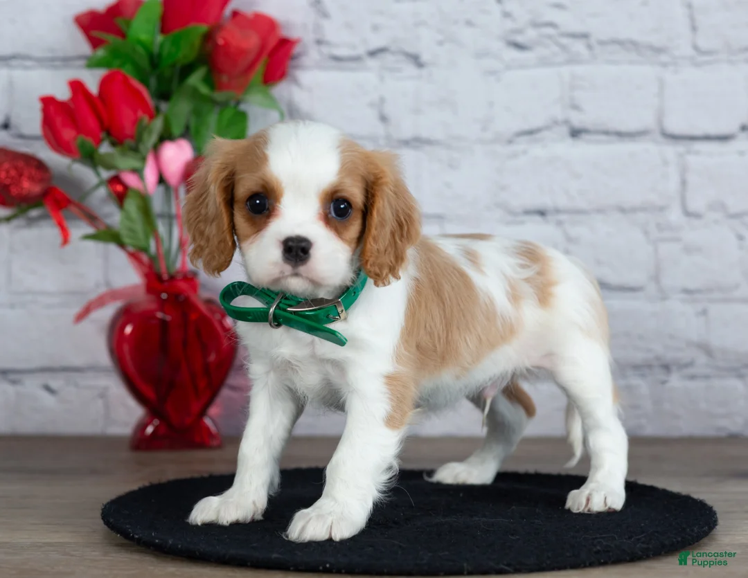 Cavalier King Charles Spaniel dogs for sale: Logan - Ad 4