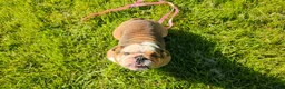 English Bulldog dogs for sale: Ambition  - Ad 5