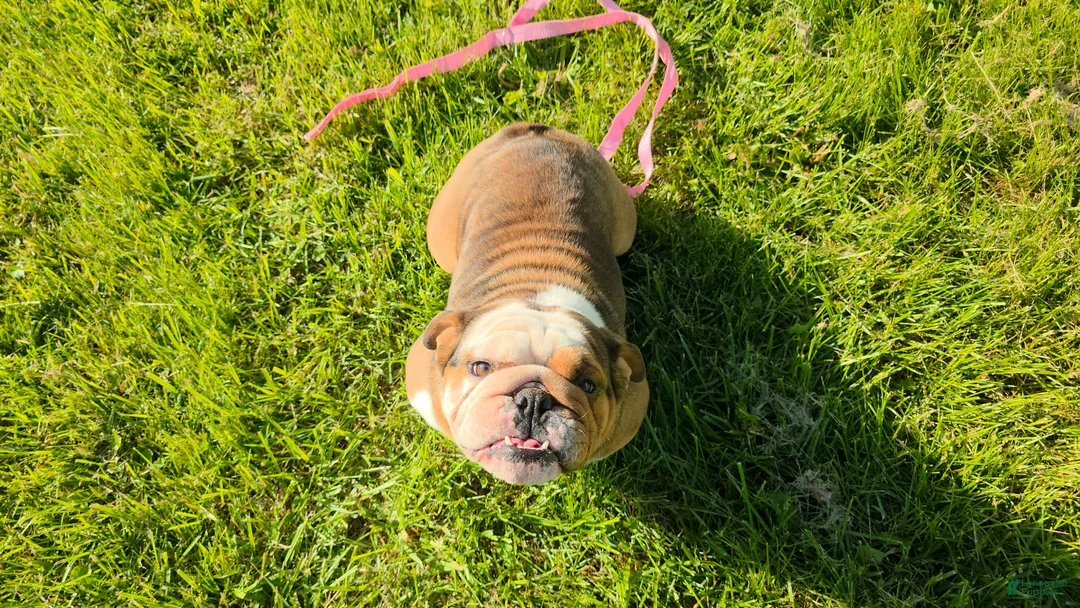 English Bulldog dogs for sale: Ambition  - Ad 5
