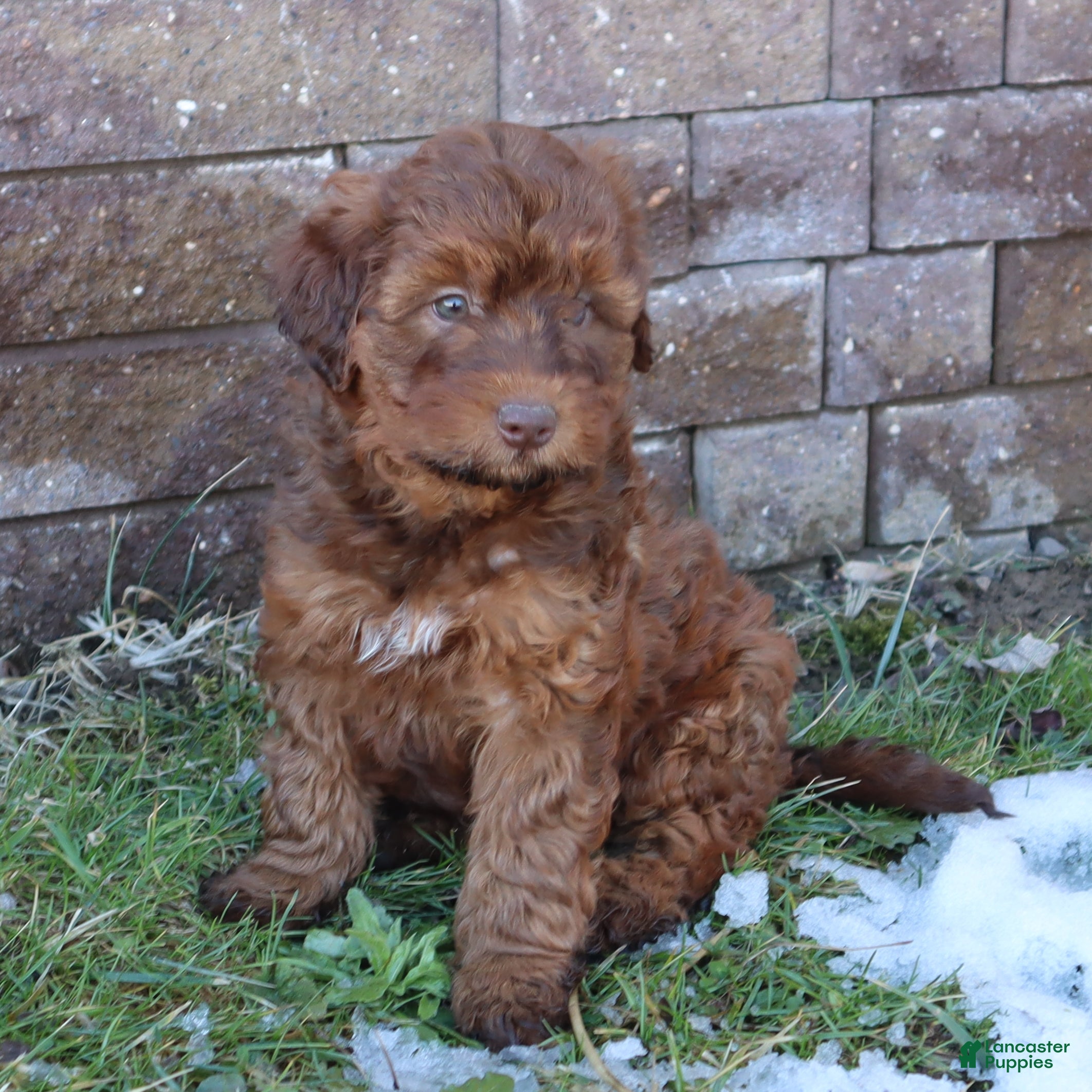 Mini Goldendoodle dogs Lenny - Ad 1