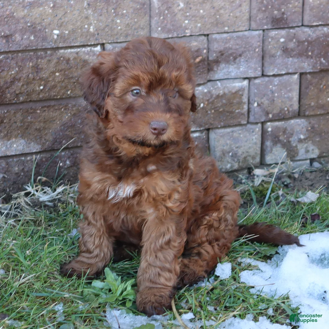Mini Goldendoodle dogs for sale: Lenny - Ad 1