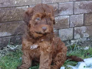 Mini Goldendoodle dogs for sale: Lenny - Ad 2