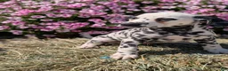 Dalmatian dogs for sale: Callie - Ad 4