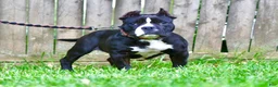 American Bully dogs for sale: Pepe - Ad 3
