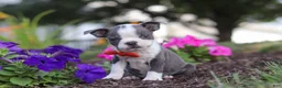 Boston Terrier dogs for sale: Bradie - Ad 3