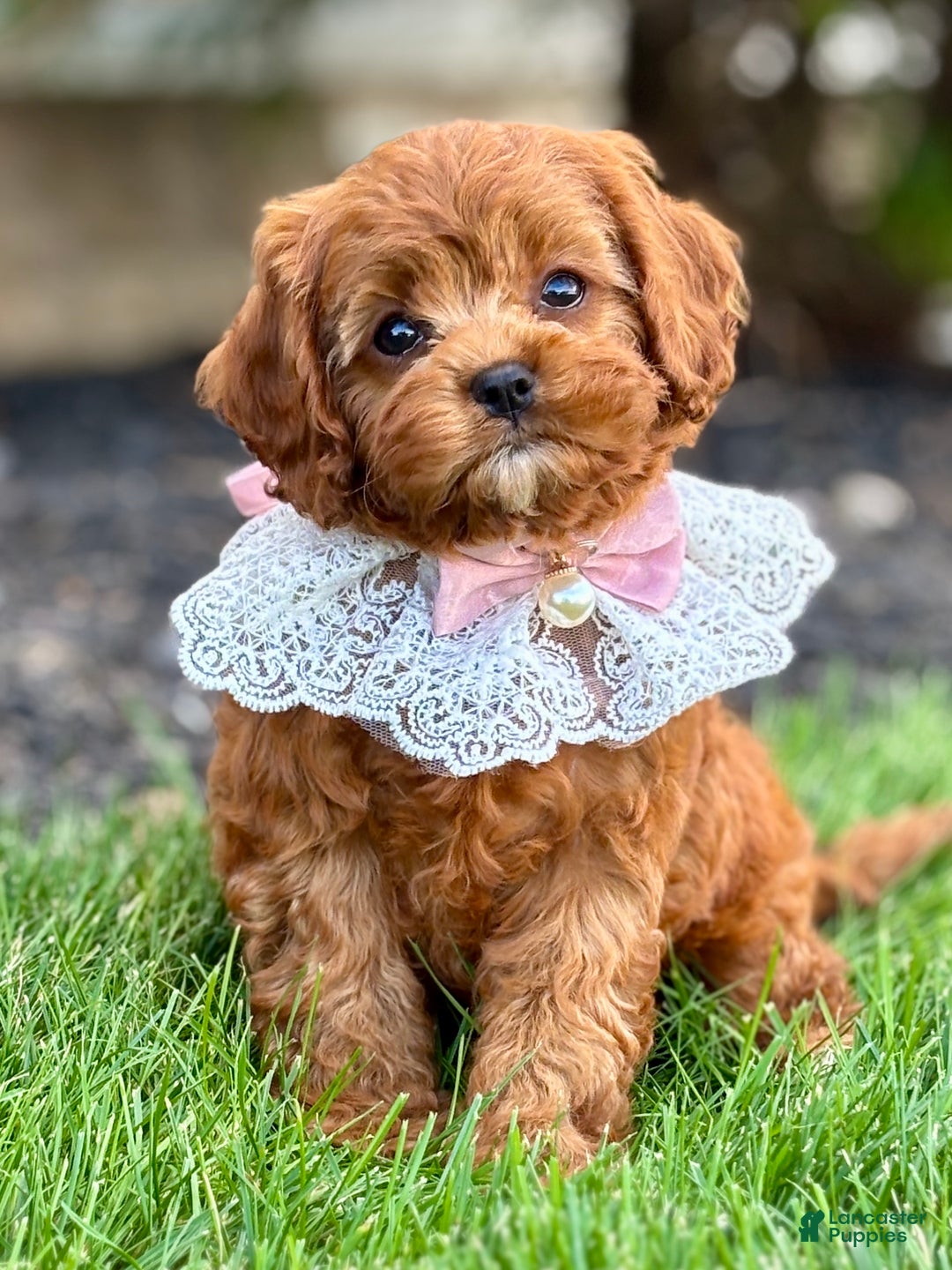 Cavapoo dogs for sale: Fifi - Ad 14