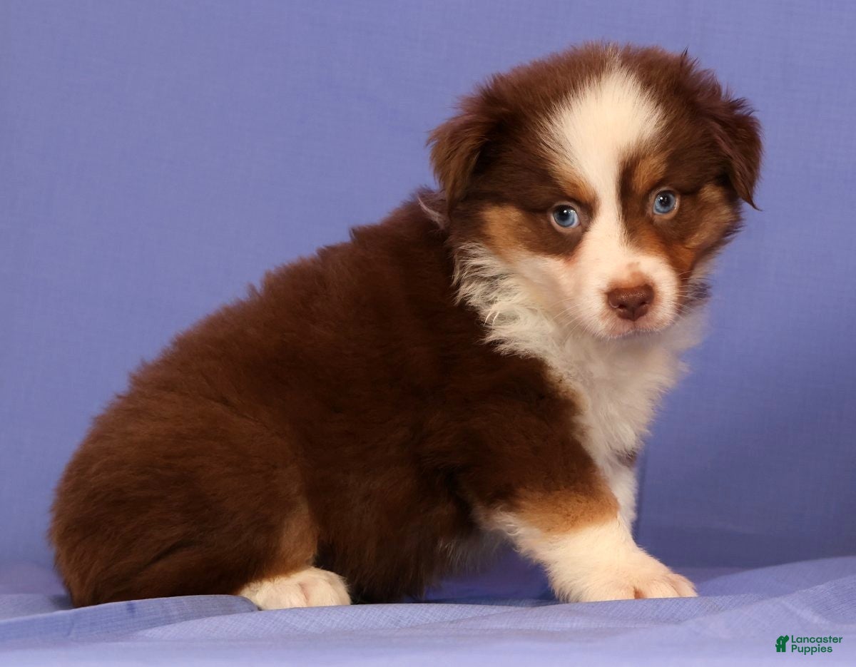Miniature Australian Shepherd dogs Jordan - Ad 1