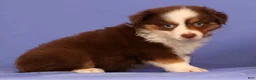 Miniature Australian Shepherd dogs for sale: Jordan - Ad 1