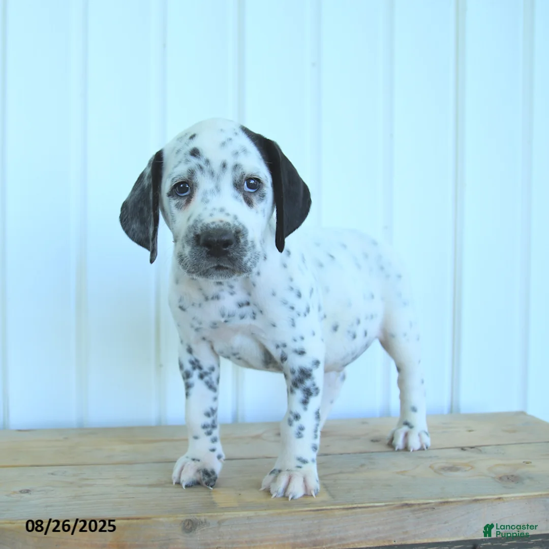 Dalmatian dogs for sale: Colt - Ad 6