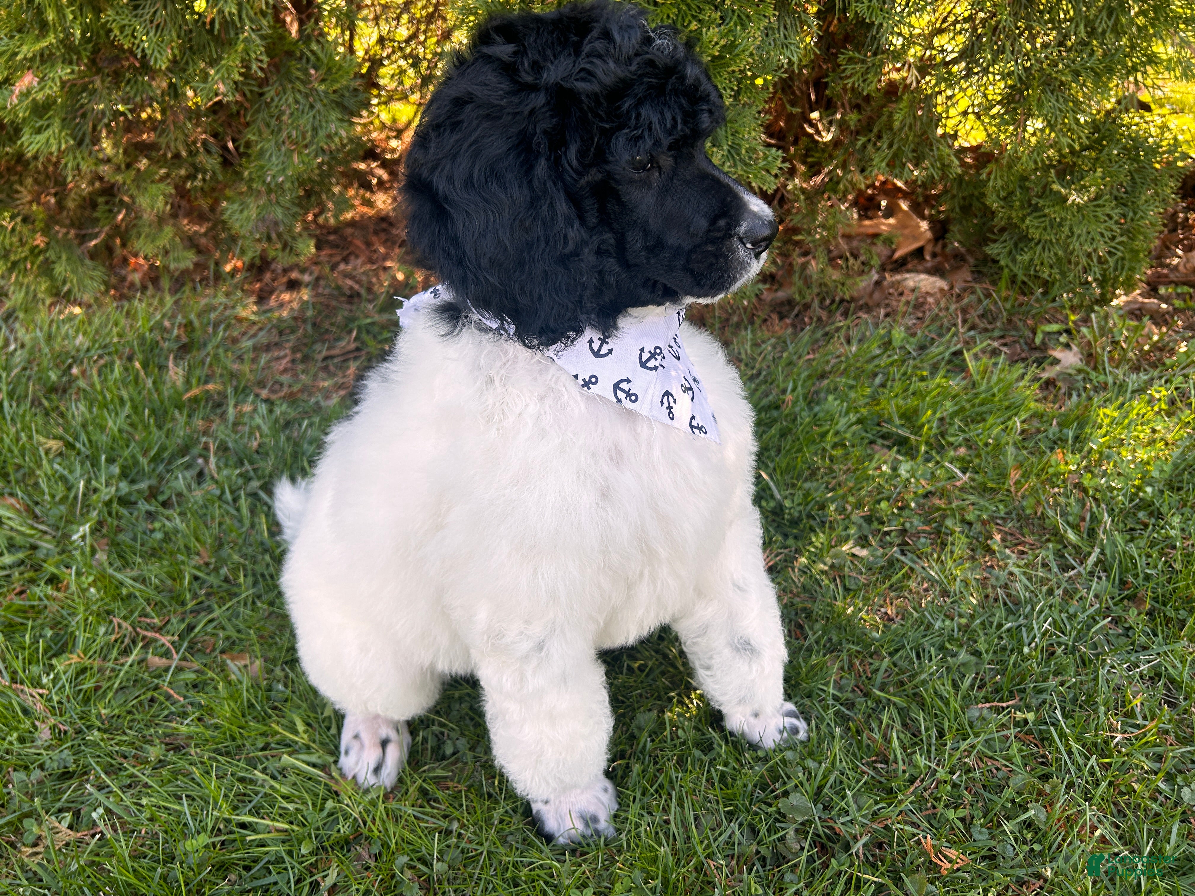 Standard Poodle dogs ⚓️Bouy-DNA Clear🐩 - Ad 2