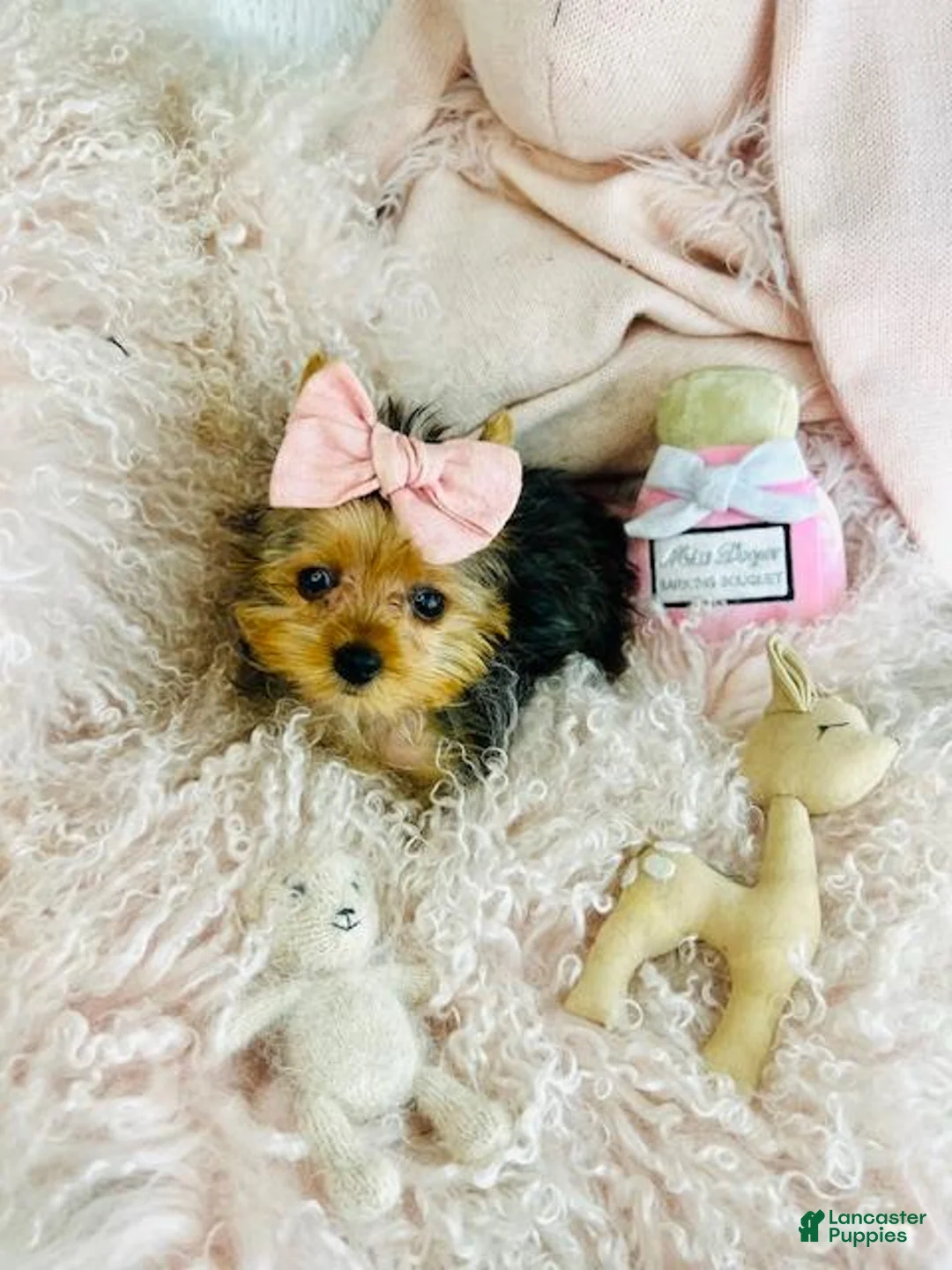 Yorkshire Terrier dogs for sale: Yorkshire Terrier Puppy 1 - Ad 2