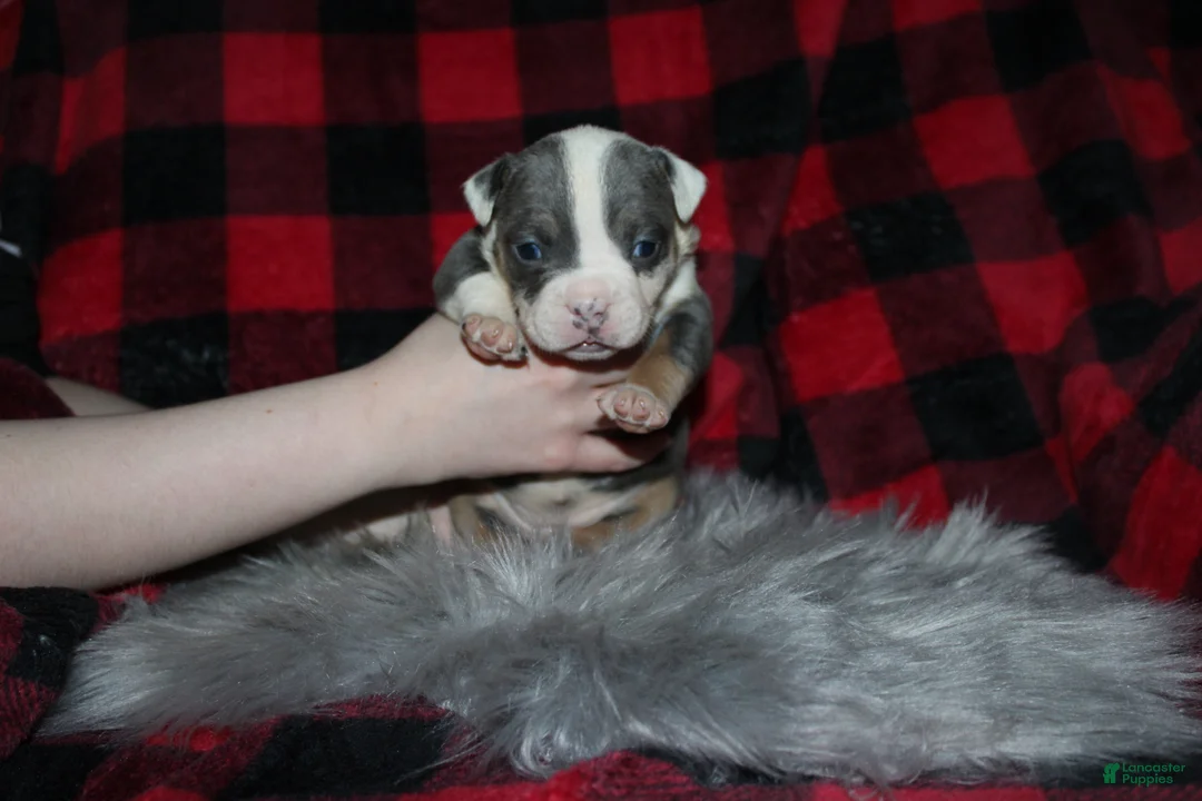 American Bully dogs for sale: Lynx  - Ad 8