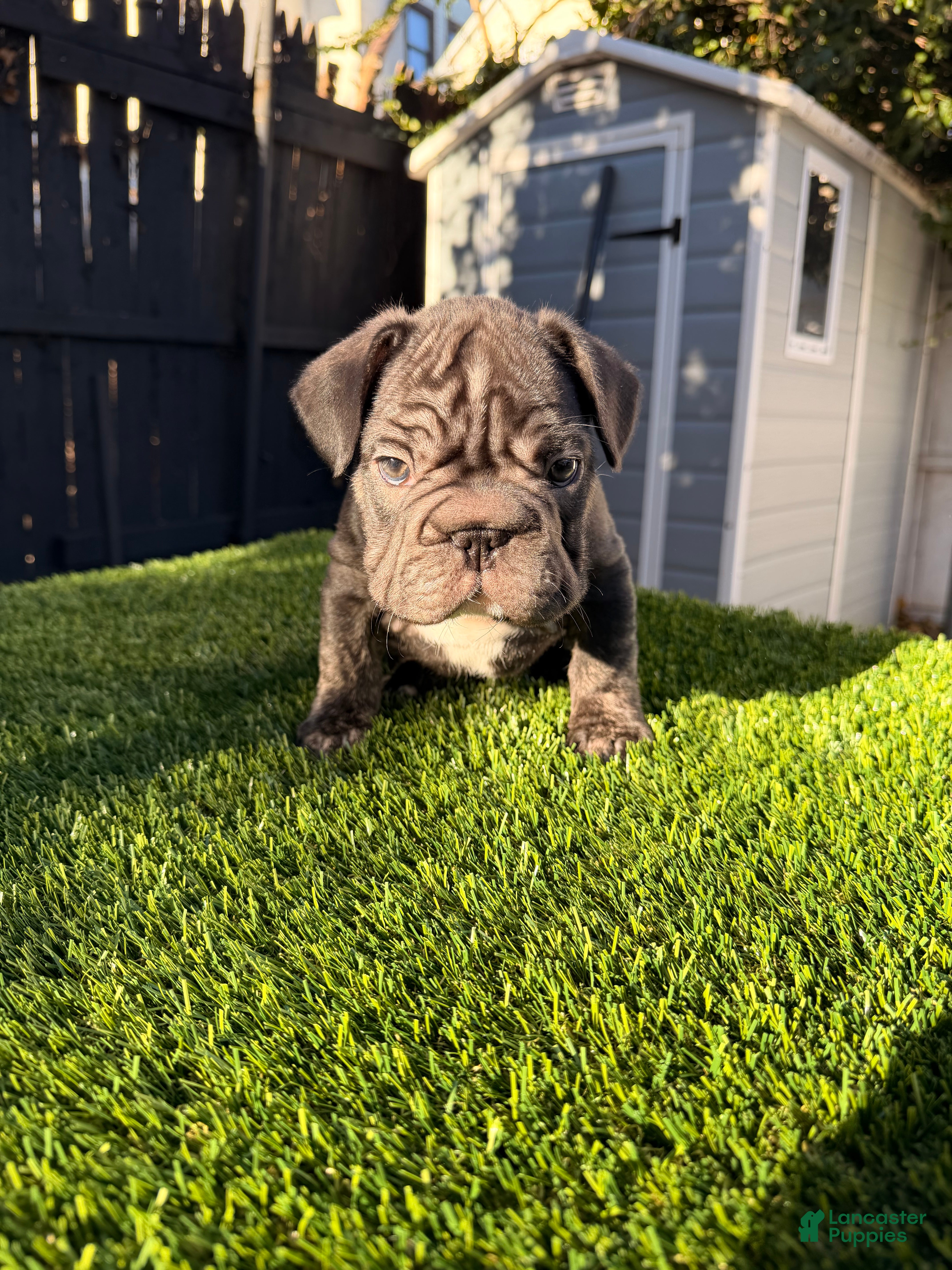 French Bulldog dogs Thunder - Ad 29