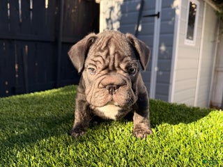 French Bulldog dogs Thunder - Ad 30