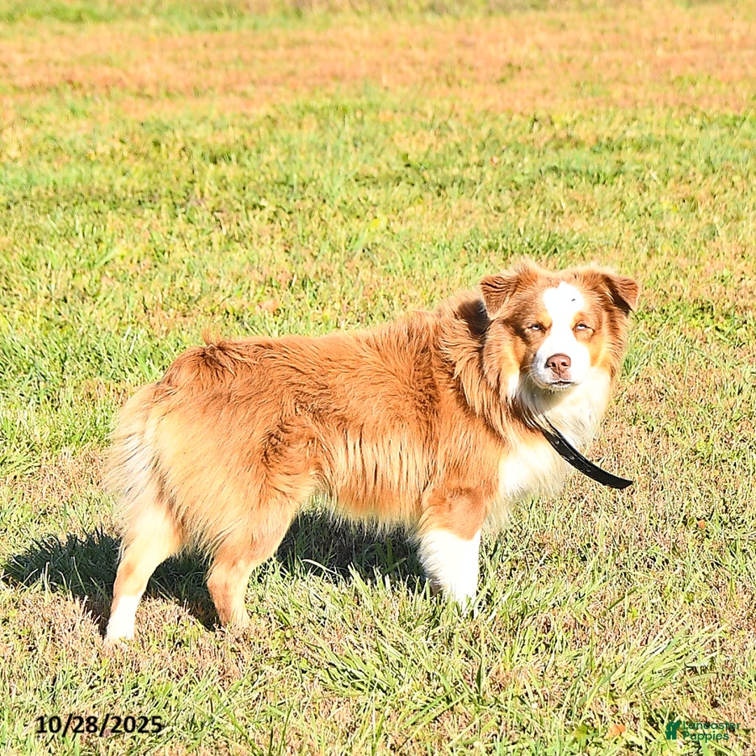 Australian Shepherd dogs for sale: Wyatt - Ad 8