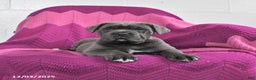 Cane Corso dogs for sale: Rex - Ad 1