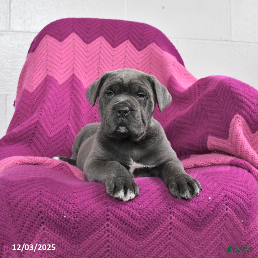 Cane Corso dogs for sale: Rex - Ad 1