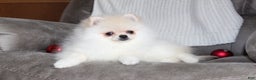 Pomeranian dogs for sale: Tiny Teddy - Ad 11