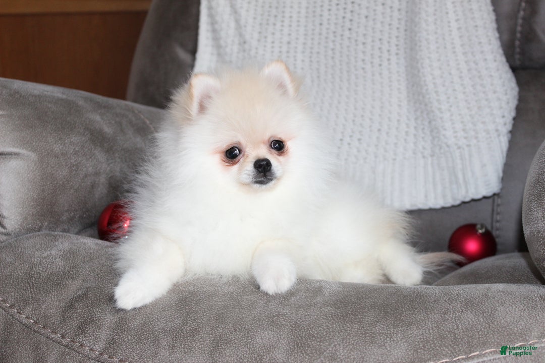 Pomeranian dogs for sale: Tiny Teddy - Ad 11