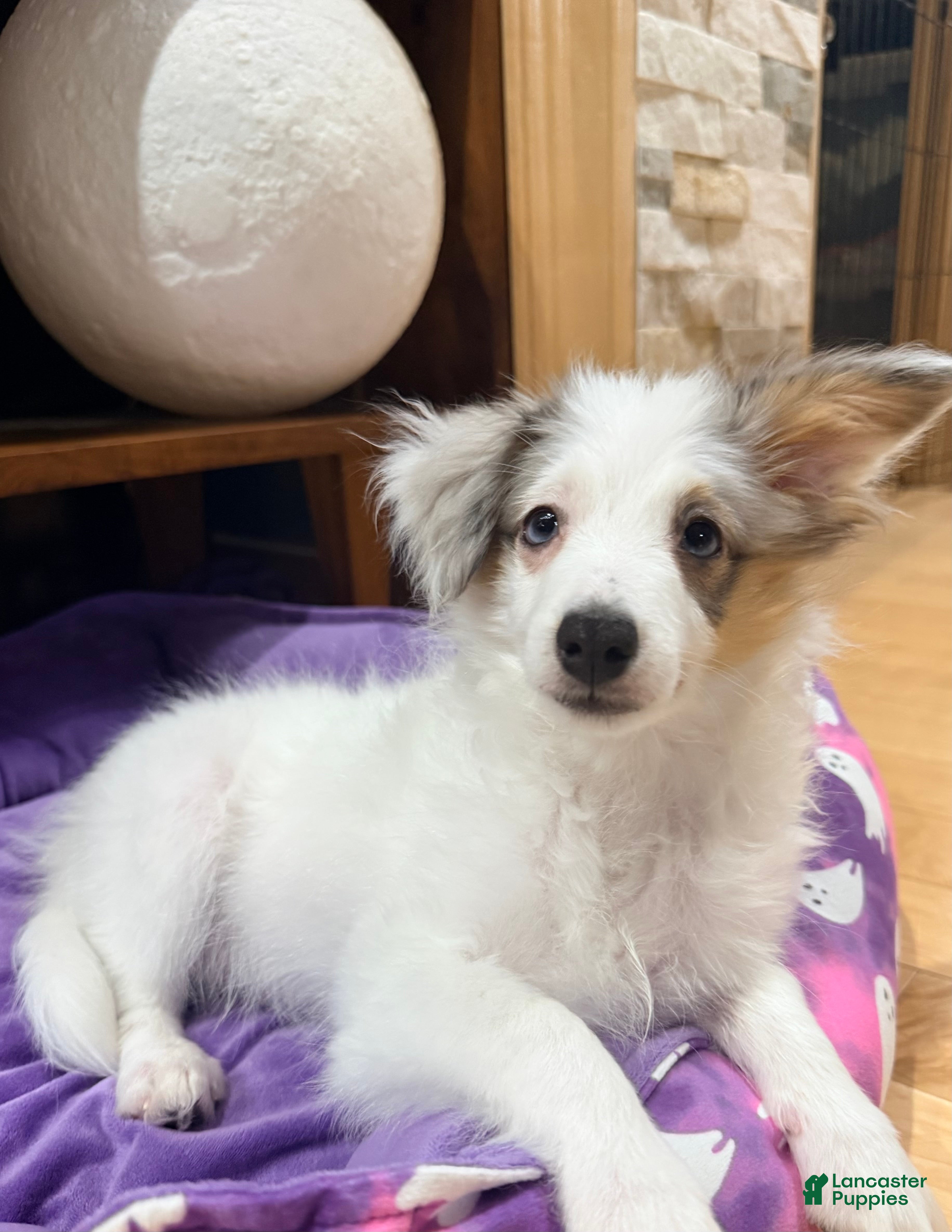 Mixed Breed dogs PopTart - Ad 1