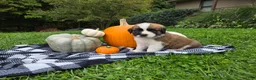 Saint Bernard dogs for sale: Beethoven - Ad 6