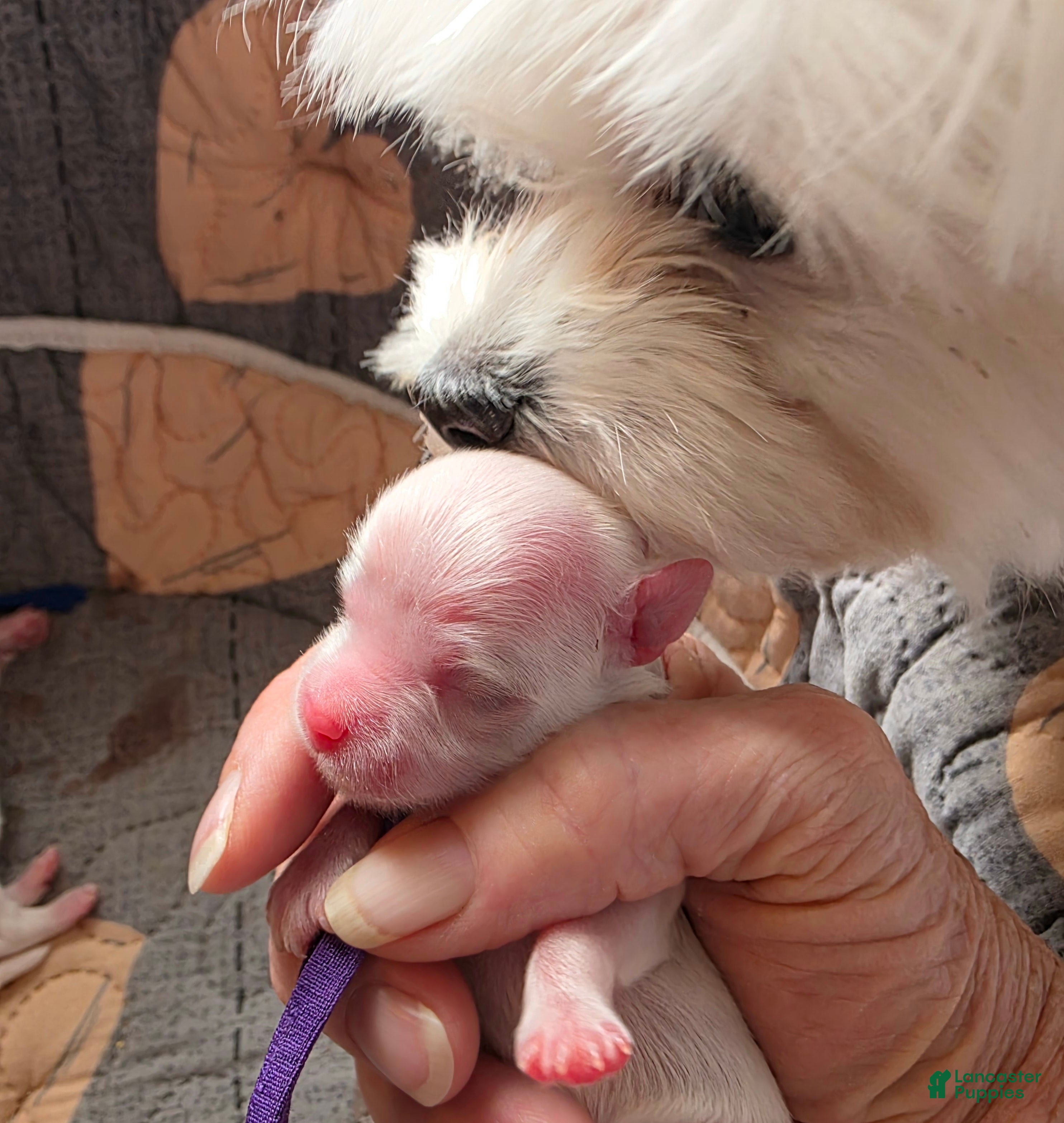 Maltese dogs for sale: Sugar - Ad 1