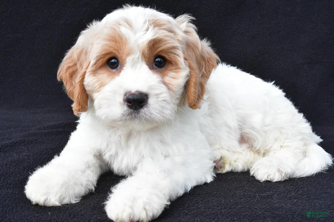 Cavachon dogs for sale: Lola - Ad 2
