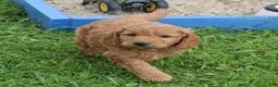 Mini Goldendoodle dogs for sale: Teddy - Ad 1